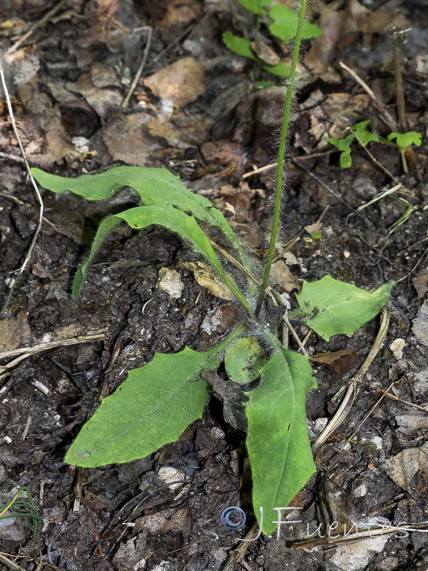 Hieracium glaucinum.02