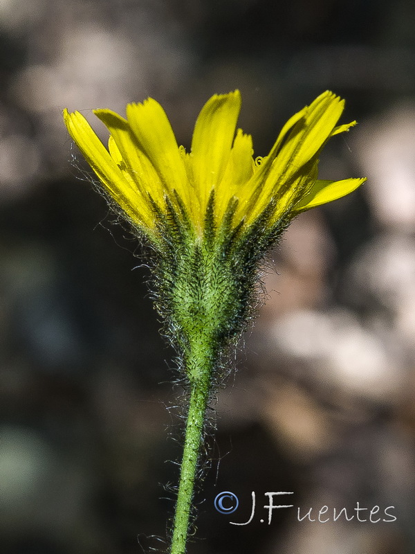 Hieracium glaucinum.04