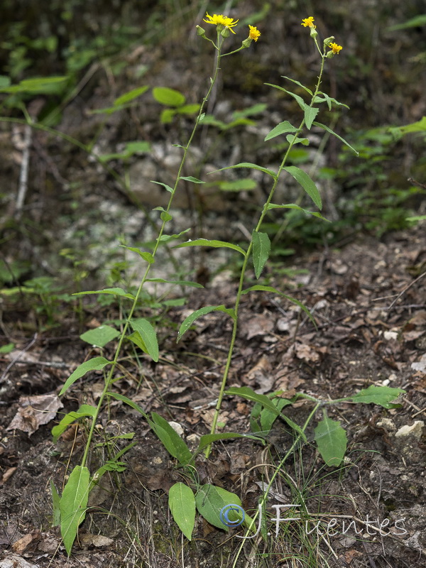 Hieracium inuloides.01