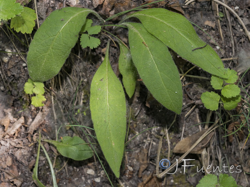 Hieracium inuloides.02