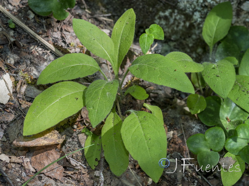 Hieracium inuloides.03