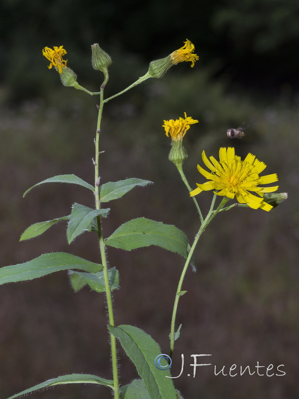 Hieracium inuloides.05