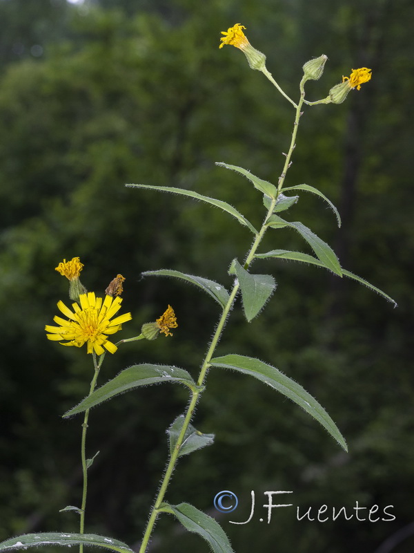 Hieracium inuloides.06