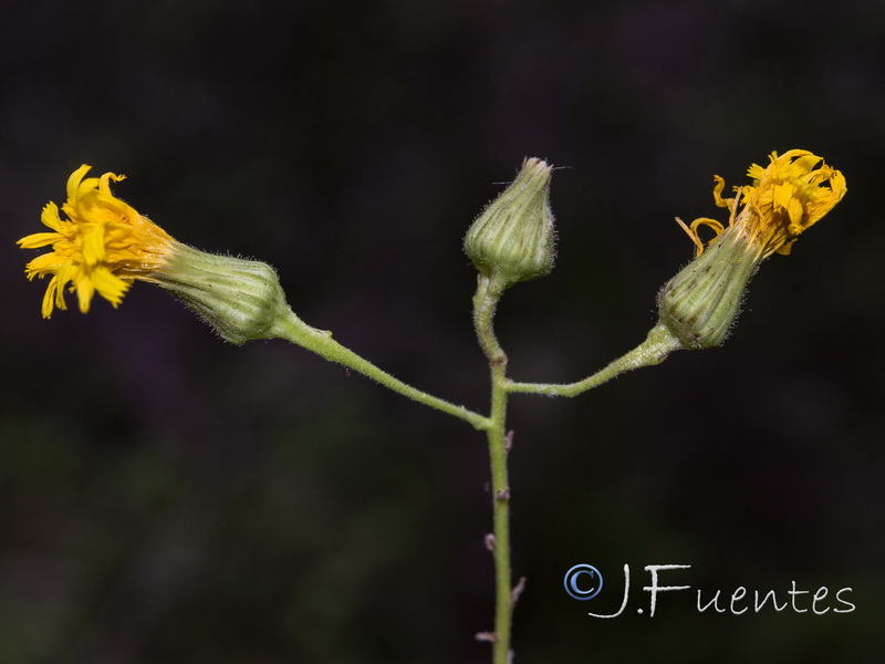 Hieracium inuloides.07