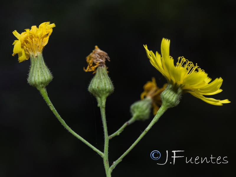 Hieracium inuloides.08