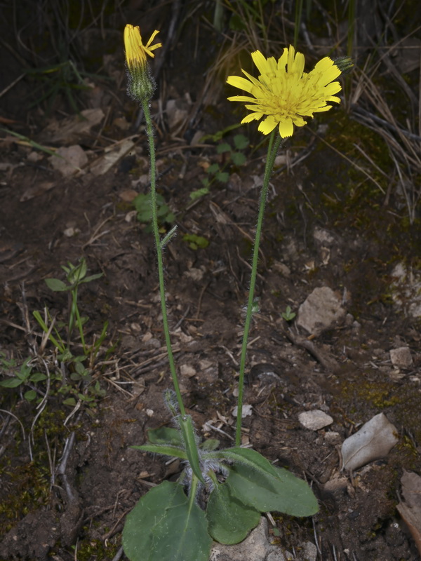 Hieracium murorum.15