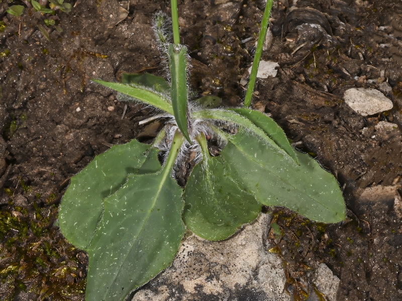 Hieracium murorum.16