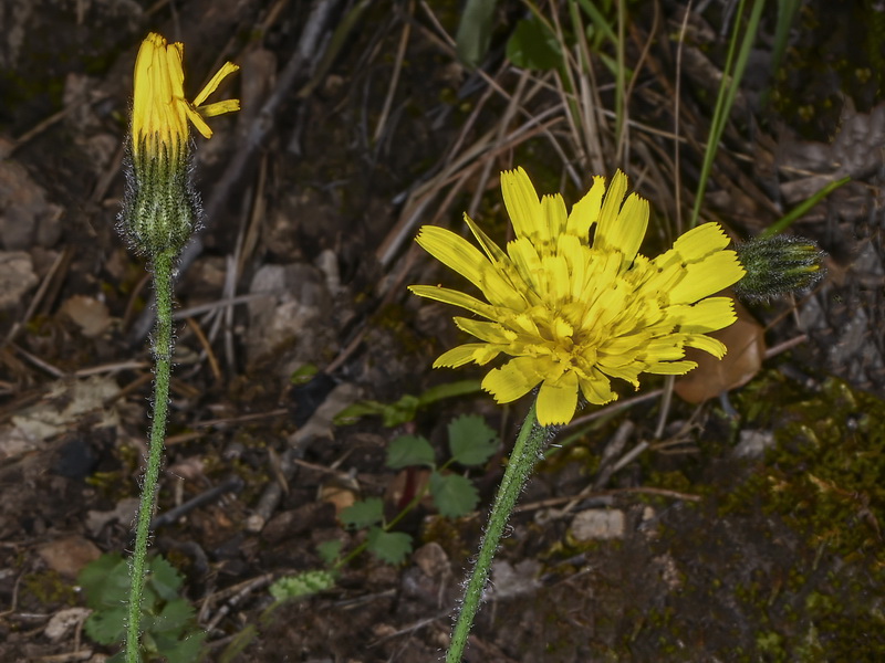Hieracium murorum.17
