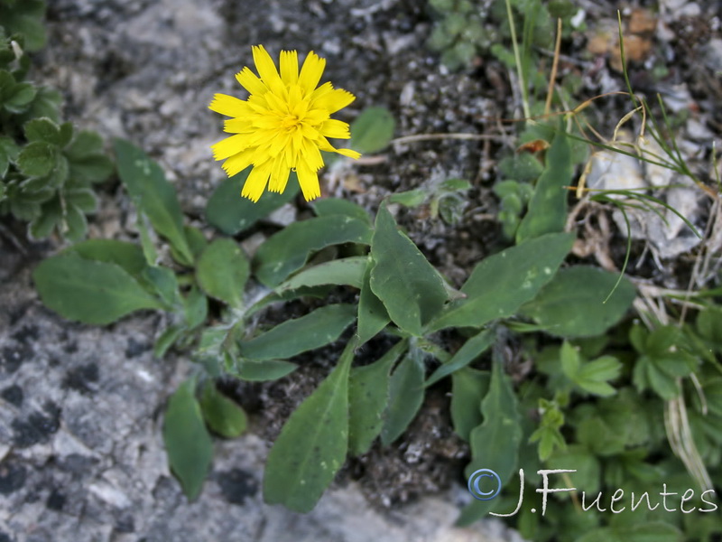 Hieracium texedense.06