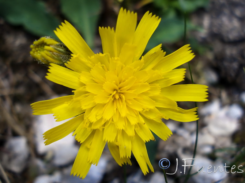 Hieracium texedense.09