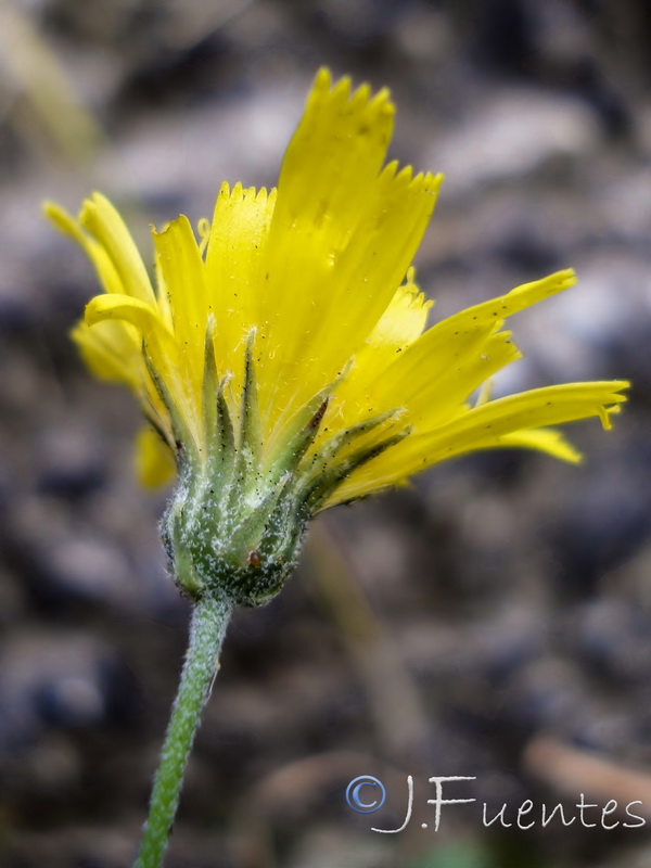 Hieracium texedense.11