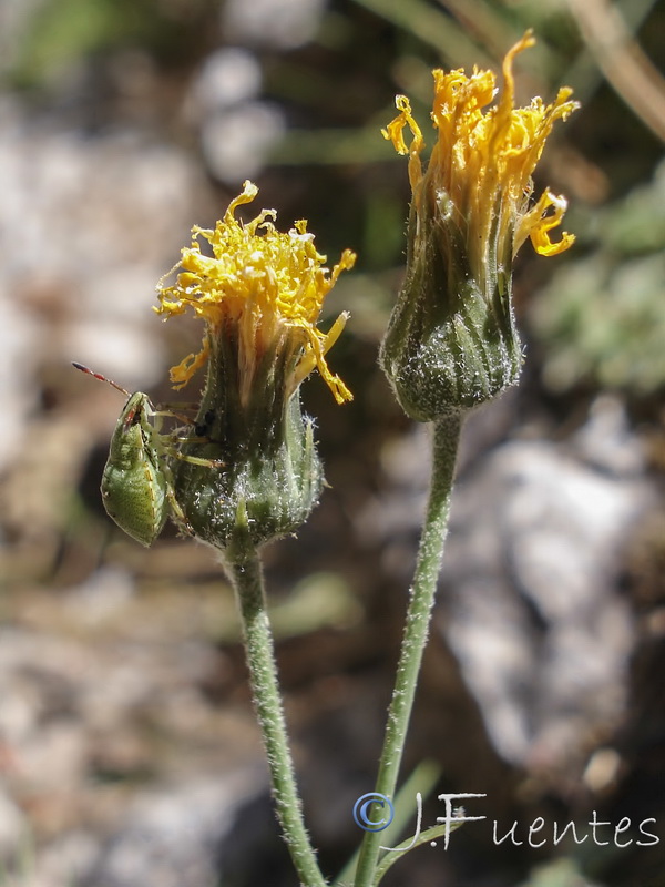 Hieracium texedense.12