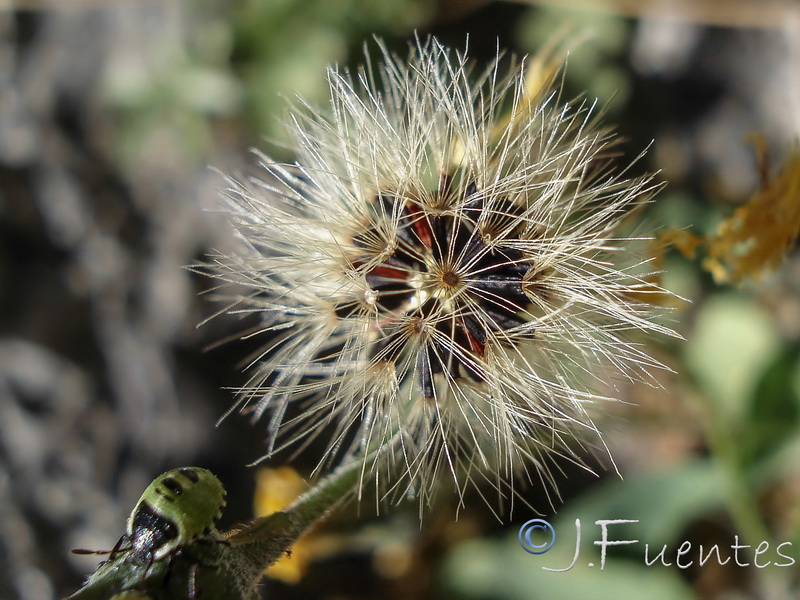 Hieracium texedense.13