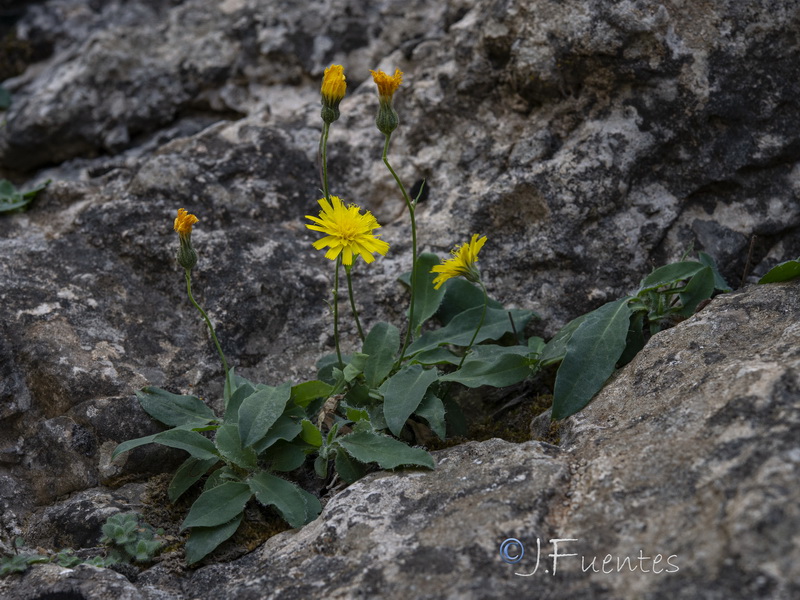 Hieracium texedense.02