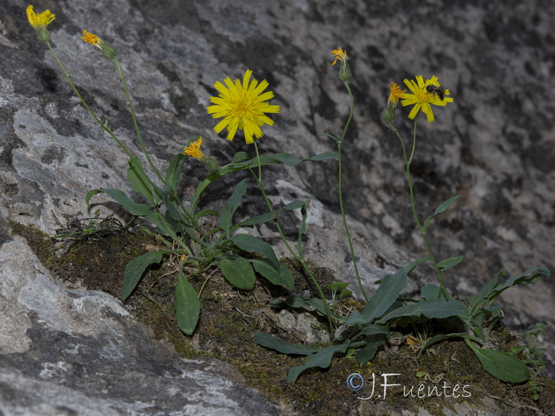 Hieracium texedense.15