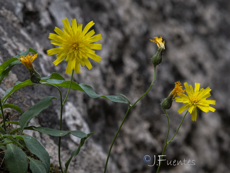 Hieracium texedense.17