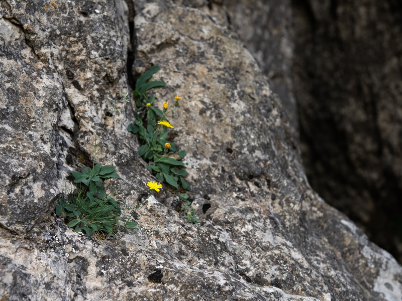 Hieracium texedense.18