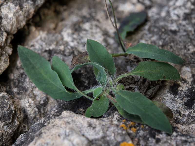Hieracium texedense.06