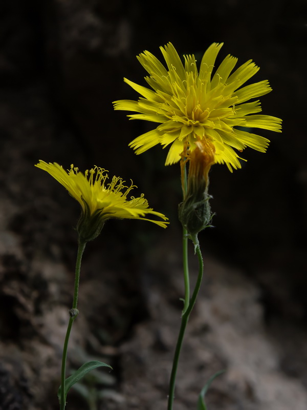 Hieracium texedense.23