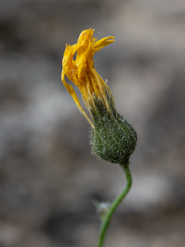 Hieracium texedense.12