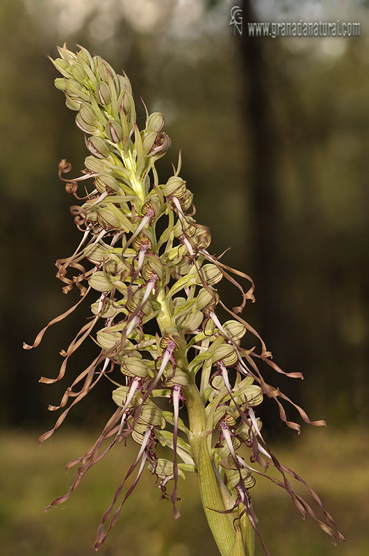 Himantoglossum hircinum