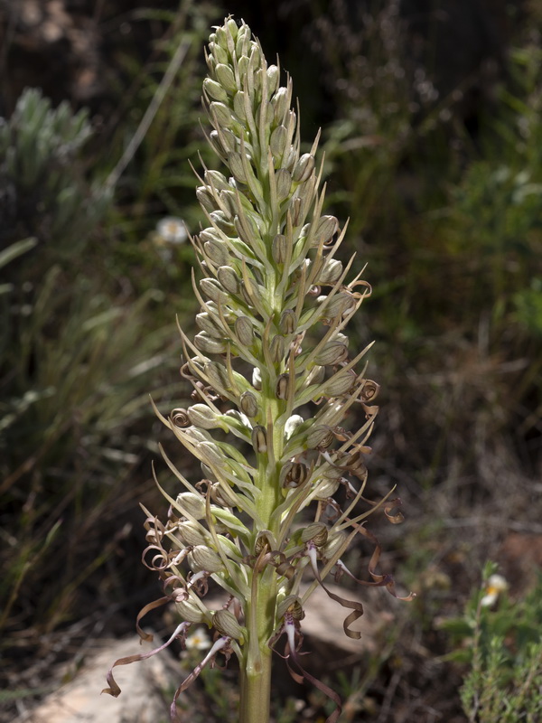 Himantoglossum hircinum.06