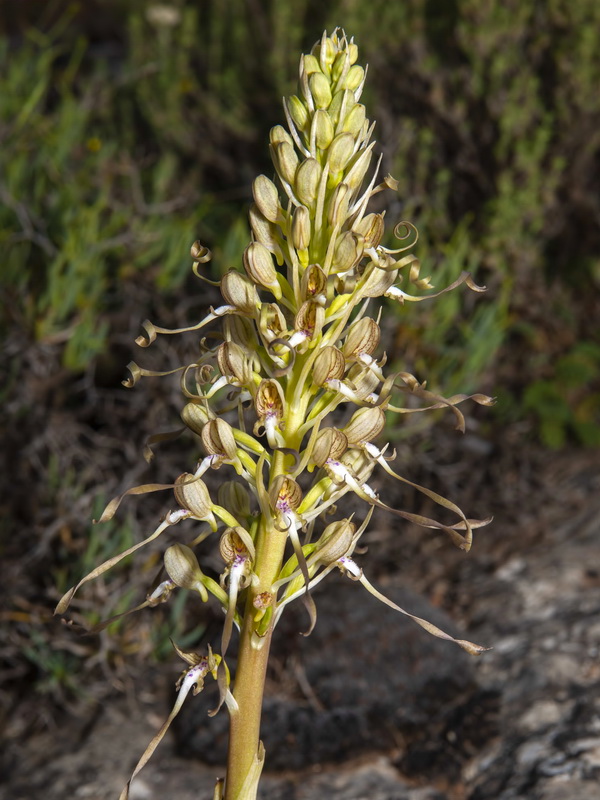 Himantoglossum hircinum.08