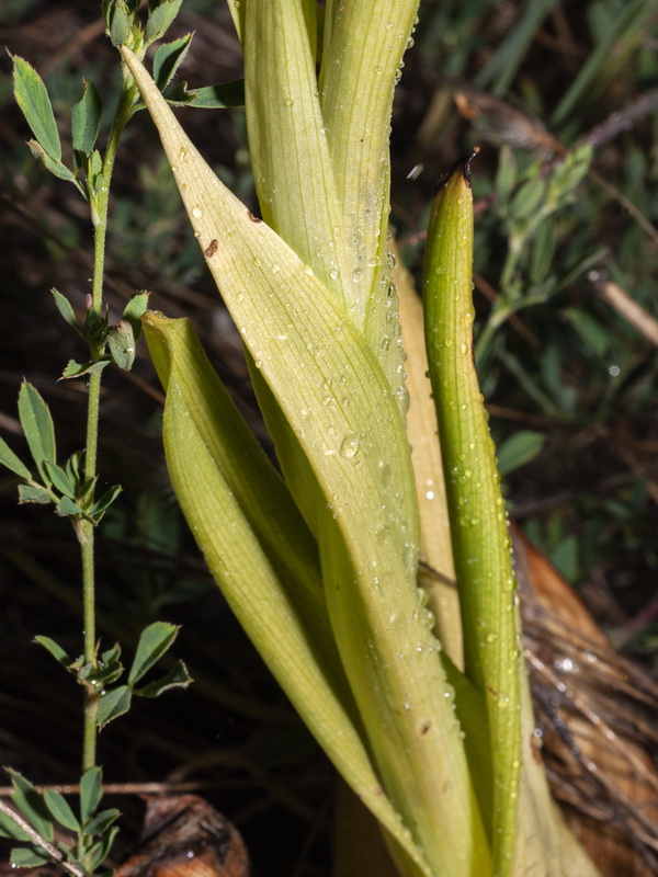 Himantoglossum hircinum.11