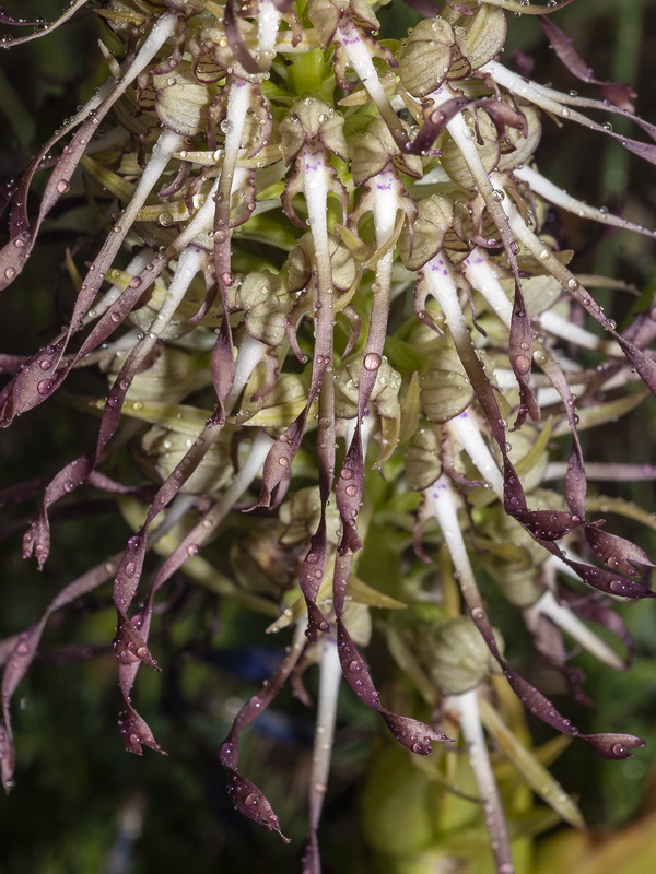 Himantoglossum hircinum.14