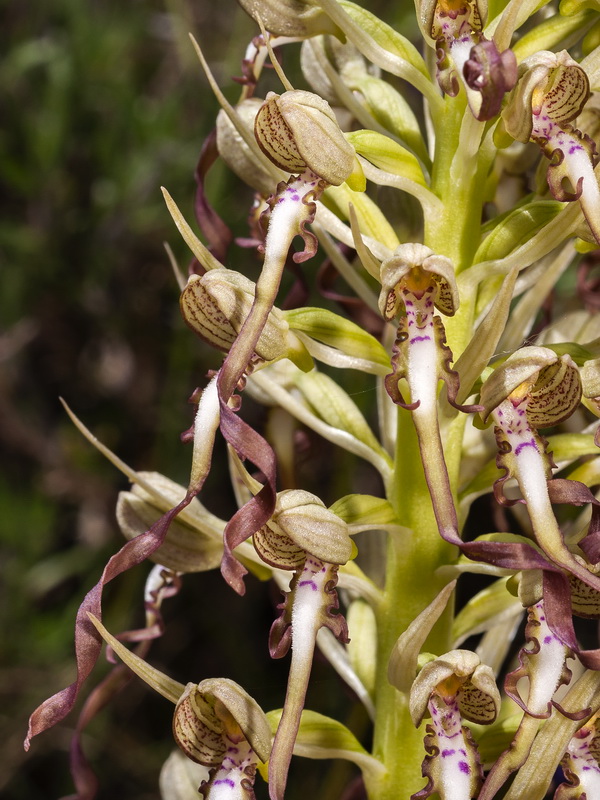 Himantoglossum hircinum.16