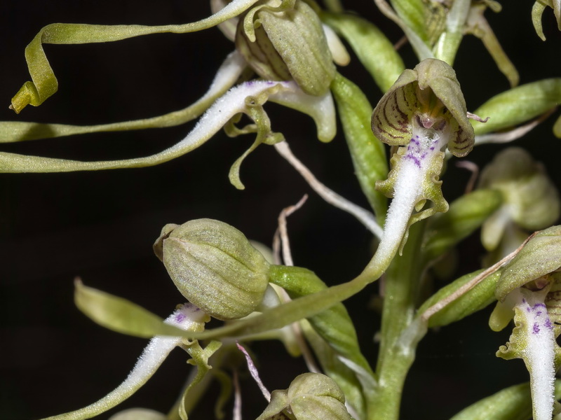 Himantoglossum hircinum.24
