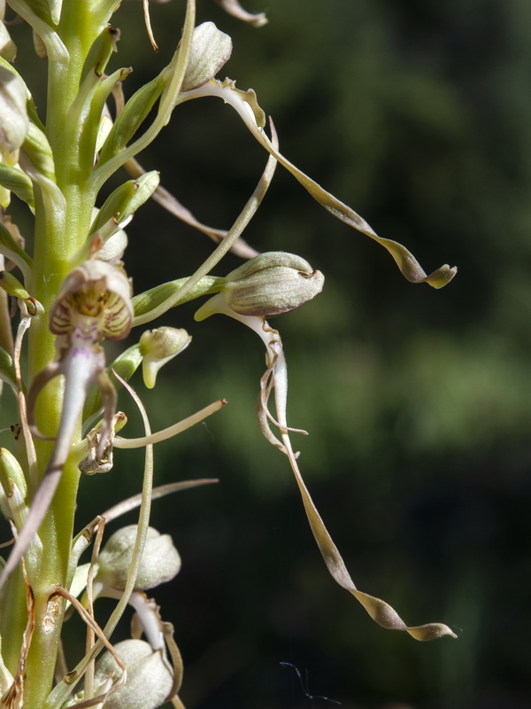 Himantoglossum hircinum.27