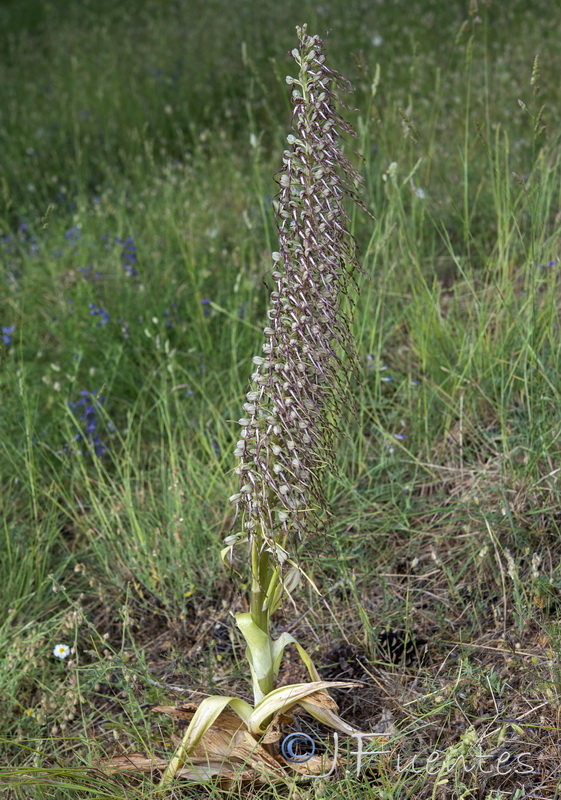 Himantoglossum hircinum.30