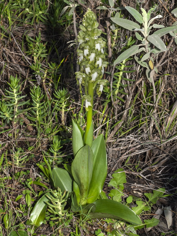 Himantoglossum robertianum.03