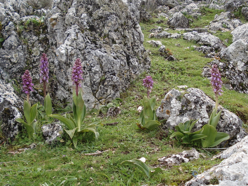 Himantoglossum robertianum.37