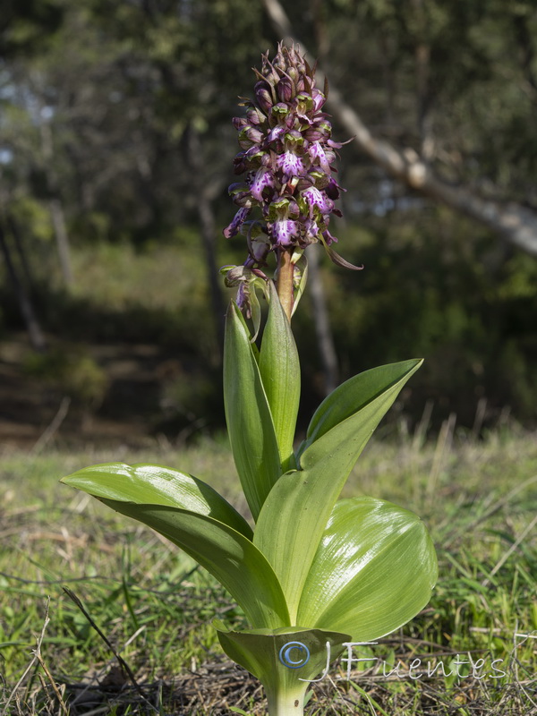 Himantoglossum robertianum.45