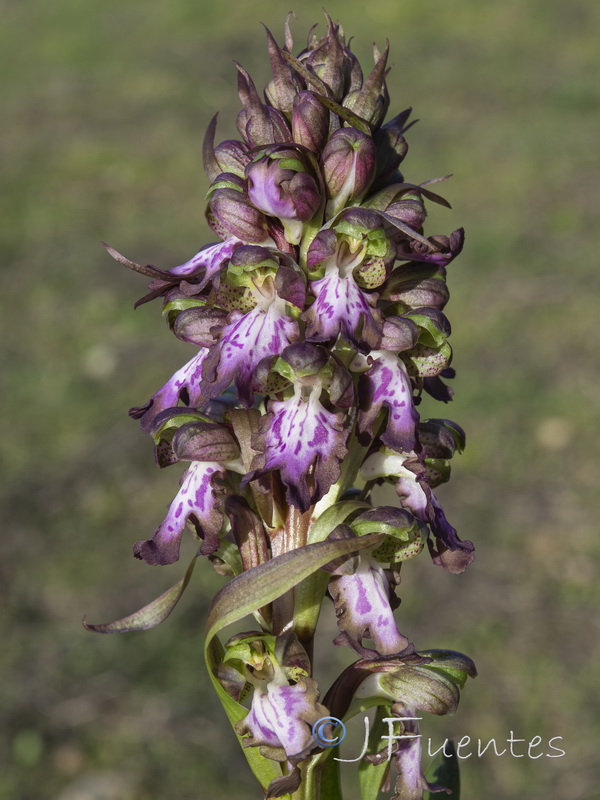 Himantoglossum robertianum.46