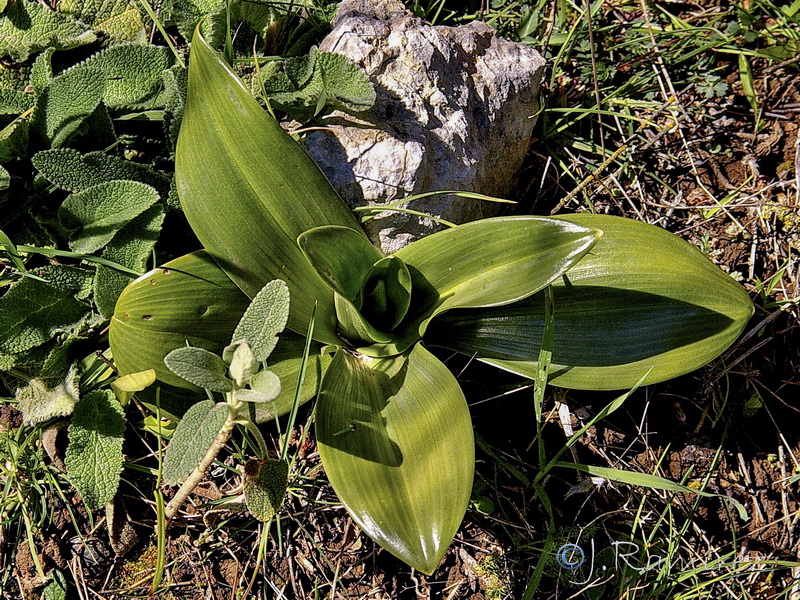 Himantoglossum robertianum.47