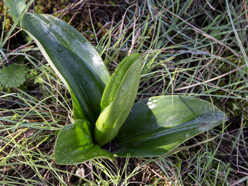 Himantoglossum robertianum.48
