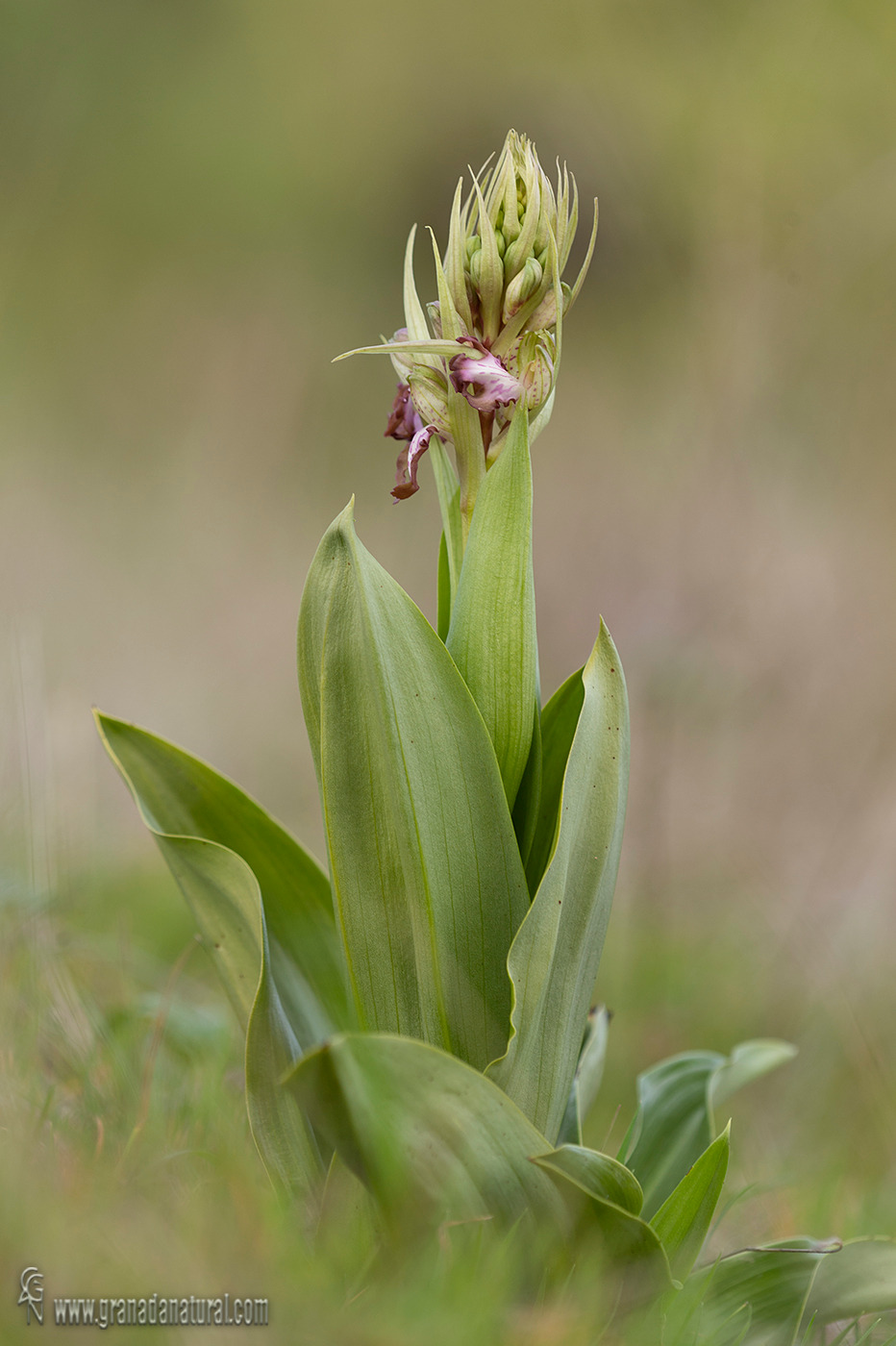 Hymantoglossum orbertianum 3