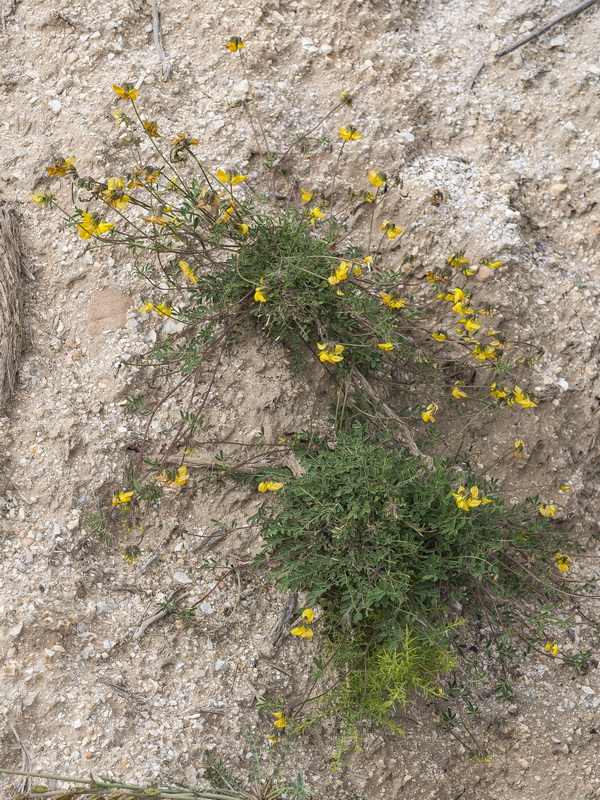 Hippocrepis bourgaei.01
