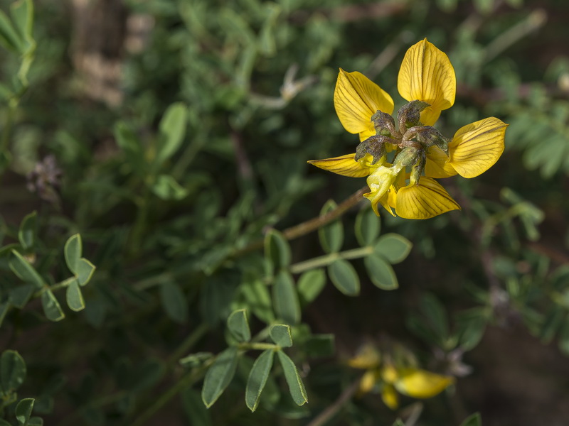 Hippocrepis bourgaei.03