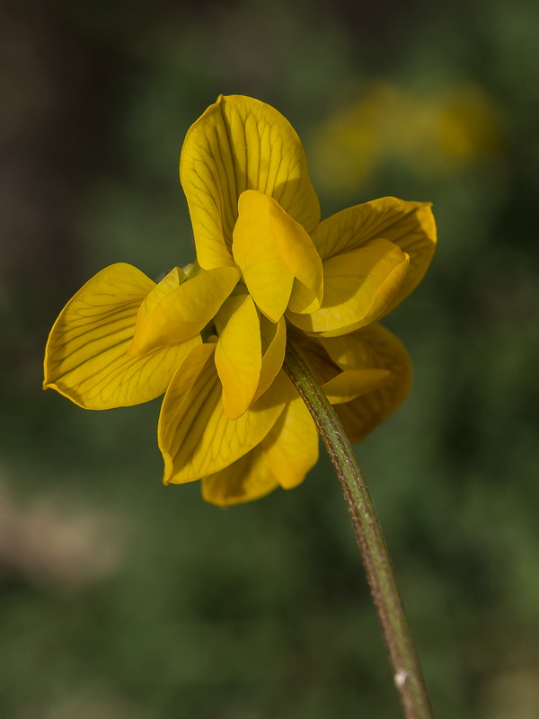 Hippocrepis bourgaei.04
