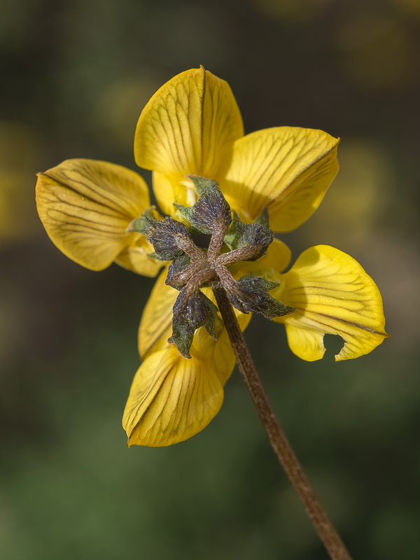 Hippocrepis bourgaei.06