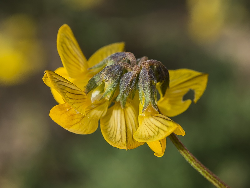 Hippocrepis bourgaei.08