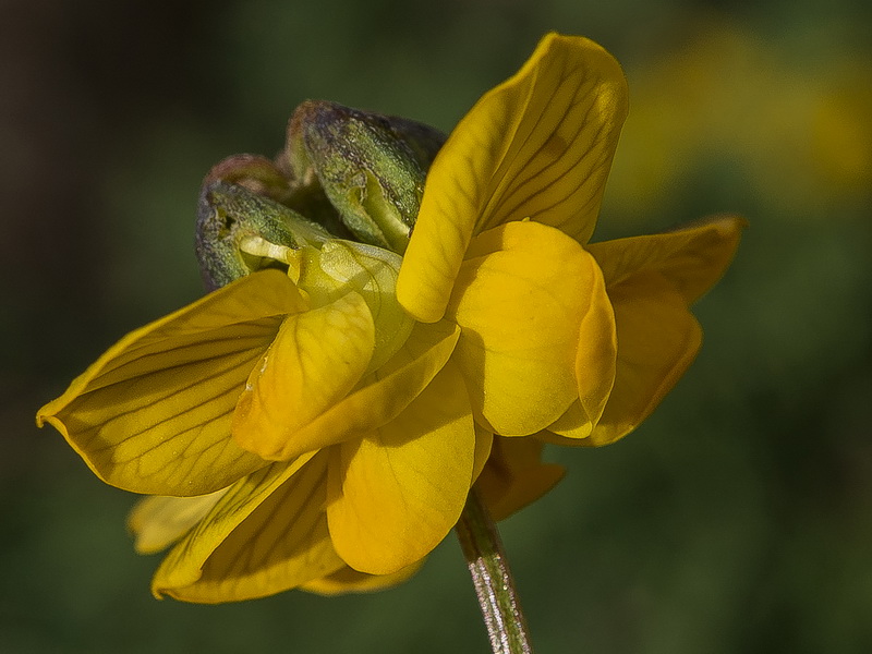 Hippocrepis bourgaei.09