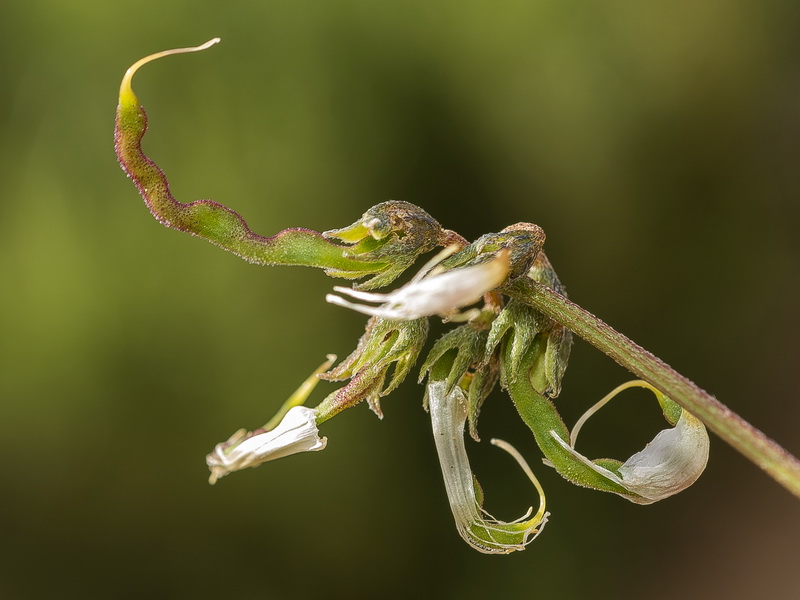 Hippocrepis bourgaei.12
