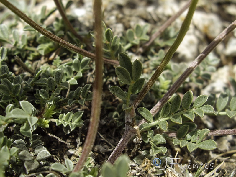 Hippocrepis castroviejoi.04