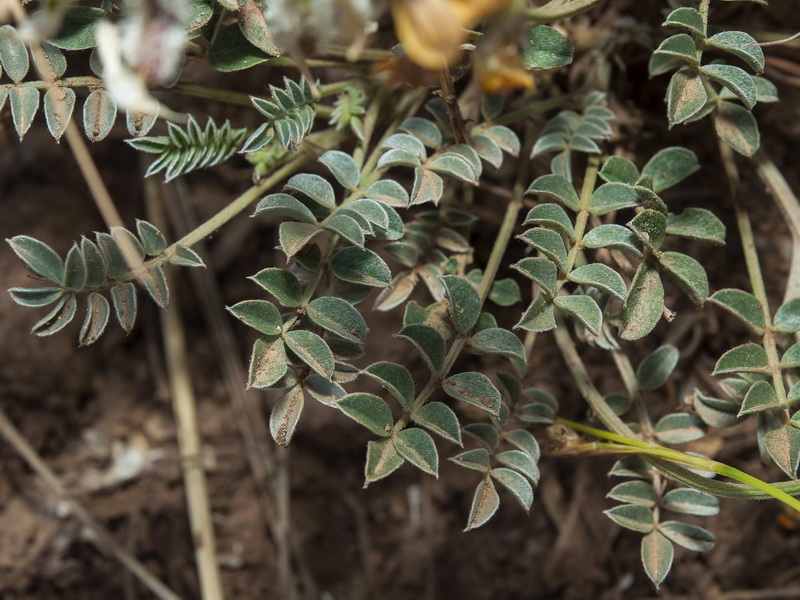 Hippocrepis castroviejoi.05