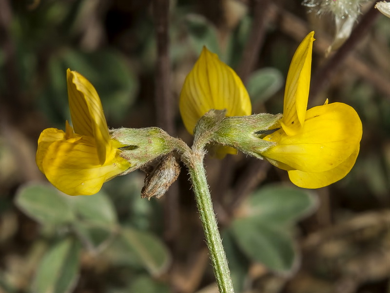 Hippocrepis castroviejoi.06
